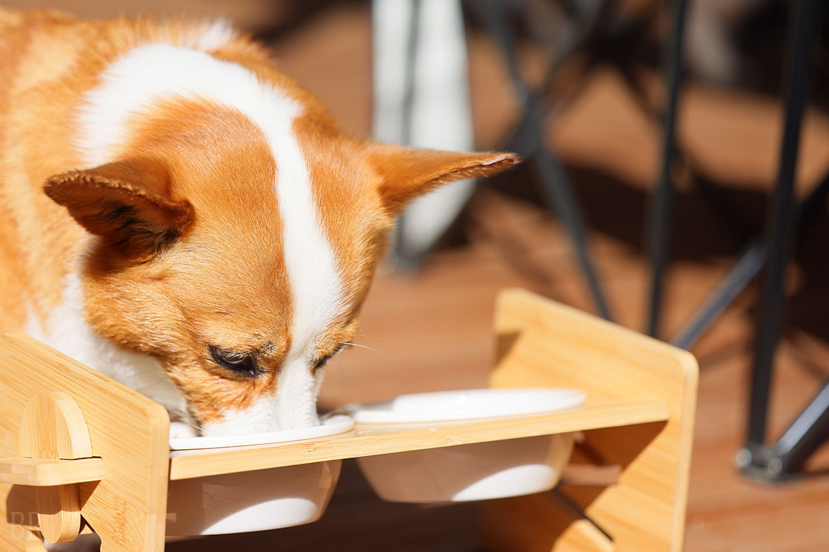 充実した愛犬サービス 4