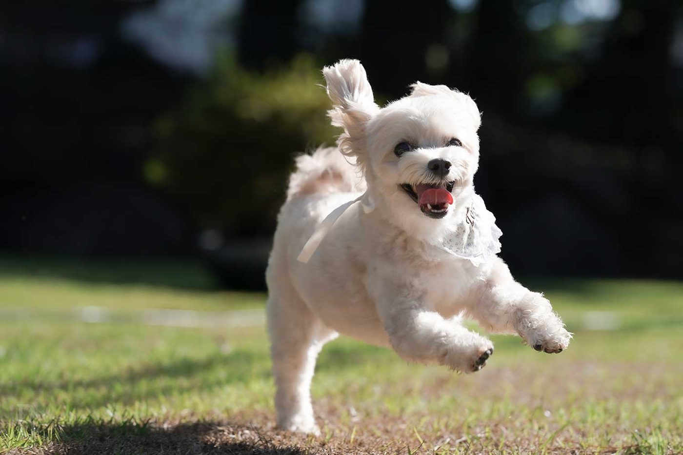 愛犬とご宿泊